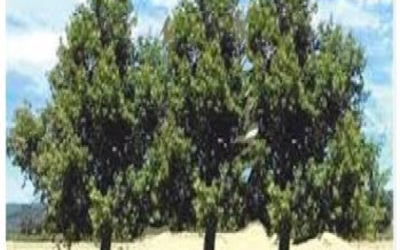 La Fiesta del Árbol celebrada en Belmonte, año 1916